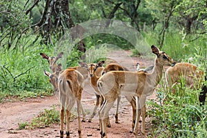 Impala [ Aepyceros melampus ]