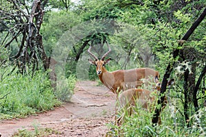 Impala [ Aepyceros melampus ]