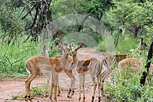 Impala [ Aepyceros melampus ]