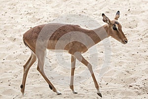 Impala Aepyceros melampus.