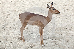 Impala Aepyceros melampus.