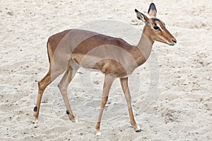 Impala Aepyceros melampus.