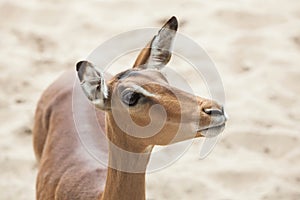 Impala Aepyceros melampus.