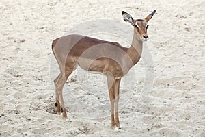 Impala Aepyceros melampus.