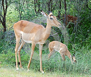 Impala: Aepyceros Melampus photo