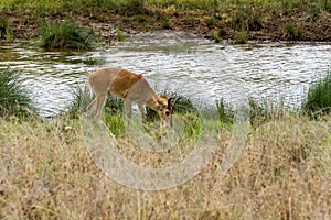 Impala Aepyceros melampus antelope in Serengeti