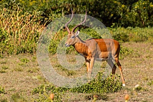 Impala (Aepyceros melampus) at Crescent Island Game Sanctuary on Naivasha lake, Ken
