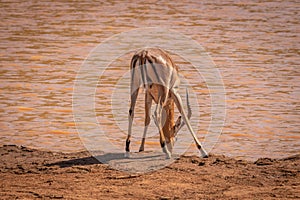 Impala Aepyceros Melampus drinking at a waterhole, Madikwe Game Reserve, South Africa.