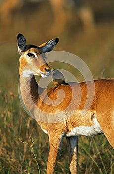 Impala, aepyceros melampus, Female with Yellow Billed Oxpecker, buphagus africanus, Kenya