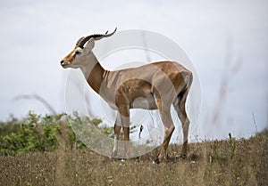 Impala, Aepyceros melampus, on the grassy plains of Uganda