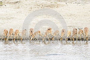 Impala Aepyceros melampus herd drinking at waterhole