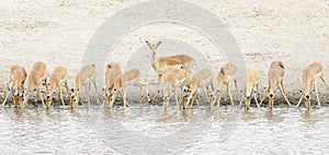 Impala Aepyceros melampus herd drinking at waterhole photo