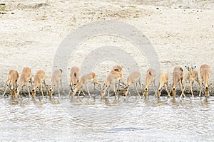 Impala Aepyceros melampus herd drinking at waterhole photo