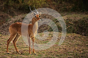 The impala Aepyceros melampus huge male.