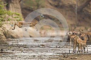 Impala (Aepyceros melampus) jumping across mud photo