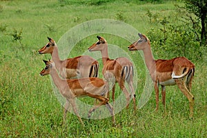 Impala (Aepyceros melampus) photo
