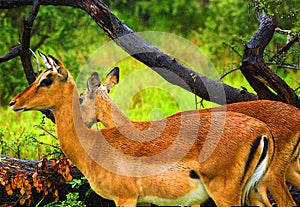Impala (Aepyceros melampus) photo