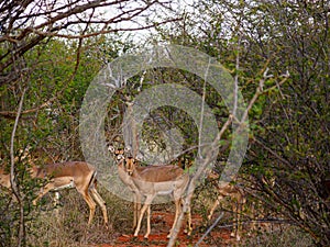 Impala, Aepyceros melampus. Madikwe Game Reserve, South Africa