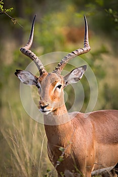 The impala Aepyceros melampus male photo