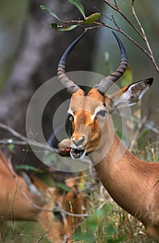 Impala, aepyceros melampus, Male with Red Billed Oxpecker, buphagus erythrorhynchus, Kenya