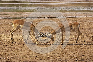 Impala, aepyceros melampus, Males fighting, Masai Mara park in Kenya