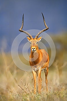 Impala Aepyceros melampus on the Masia Mara Game Reserve, Kenya photo