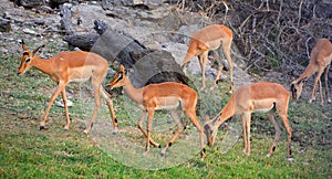 Impala Aepyceros melampus is a medium-sized antelope