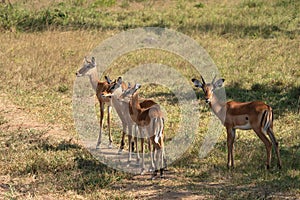 Impala, Aepyceros melampus photo