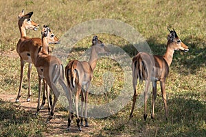 Impala, Aepyceros melampus photo