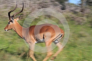 Impala (Aepyceros melampus) running photo