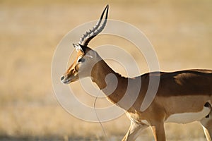 Impala (Aepyceros melampus) with snare around his neck