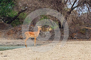 Impala (Aepyceros melampus) in Tarangire National Park, Tanzania