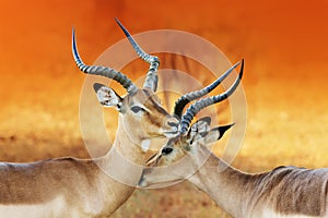 Impala affection during rutting season