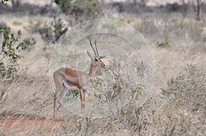 Impala Africa