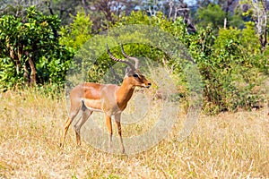 Impala - African antelope graze