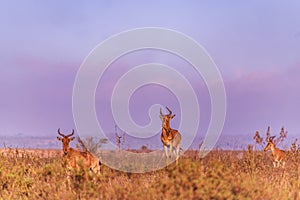 Impala African Antelope Wildlife Animal Grazing Savanna in The Kenyan Landscapes Nairobi National Park Kenya East African