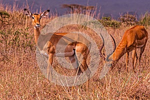 Impala African Antelope Wildlife Animals Mammals Savannah Grassland In Nairobi National Park Kenya East Africa Nature