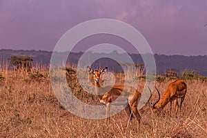 Impala African Antelope Wildlife Animals Mammals Savannah Grassland In Nairobi National Park Kenya East Africa Nature