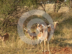 Impala African Safari