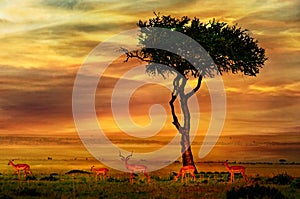 Impala at African Sunset