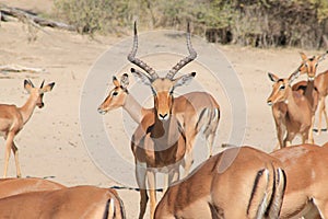 Impala - African Wildlife - Protecting his herd, Ram of Repute