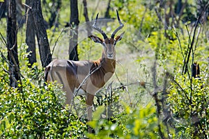 The impala photo