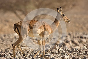 Impala antelope