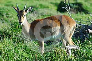 Impala antelope