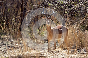 Impala antelope