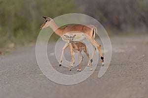 Impala antelope