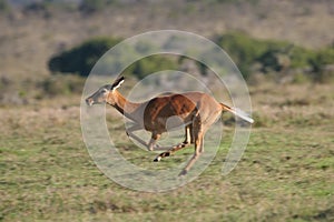 Impala antelope