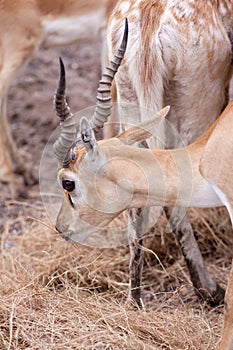 Impala antelope
