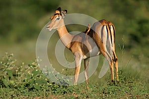 Impala antelope