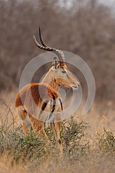 Impala Antelope (Aepyceros melampus) photo